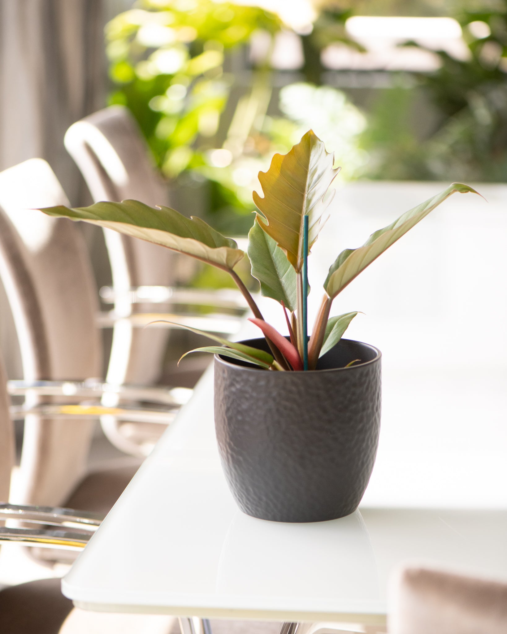 Philodendron 'Caramel Pluto' – Rare Tropical Houseplant – Lush & Rare