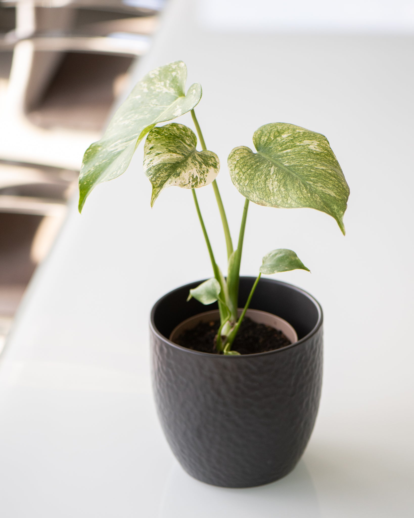 Monstera deliciosa Mint Variegated – Lush & Rare