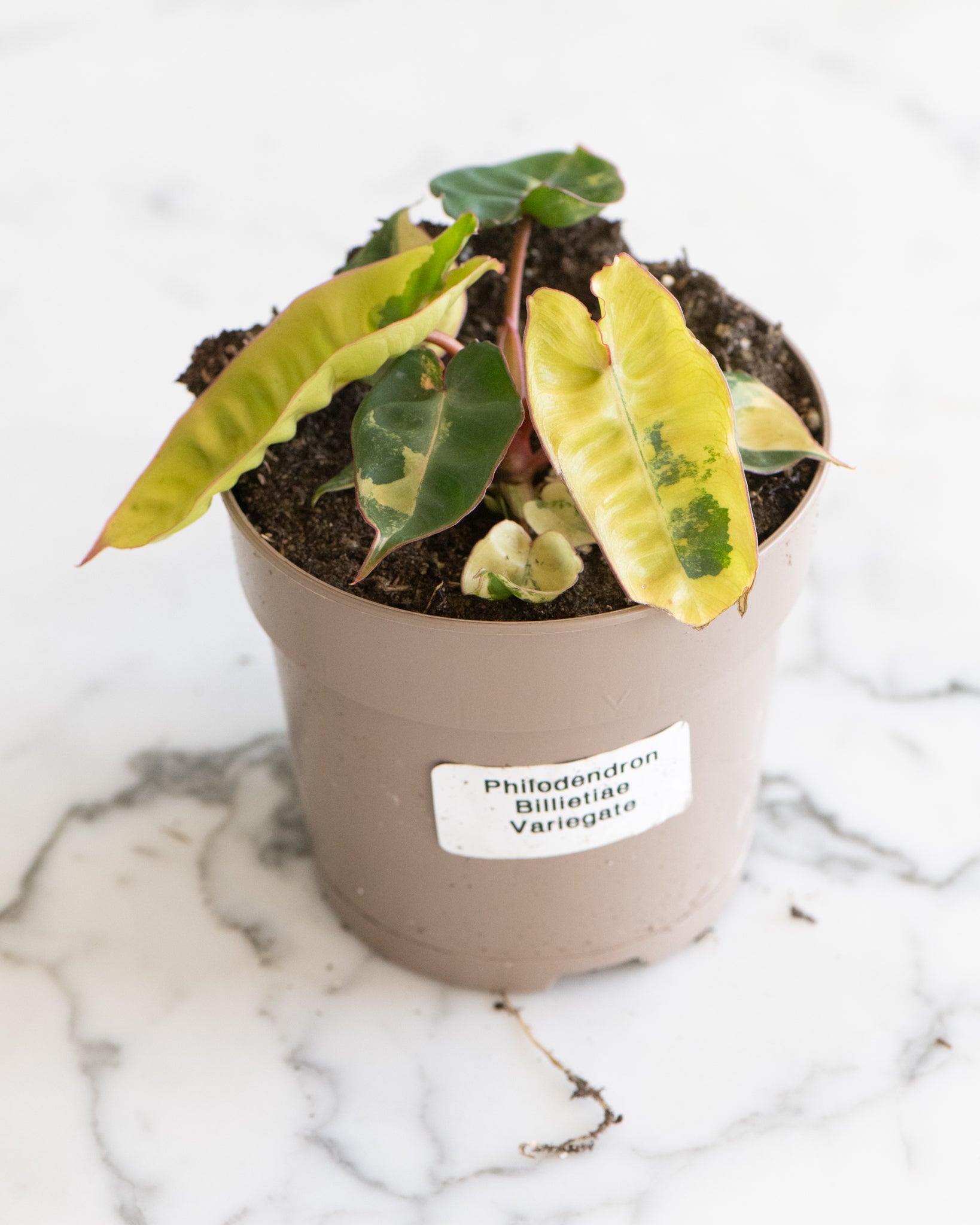 Philodendron billietiae variegata – Lush & Rare