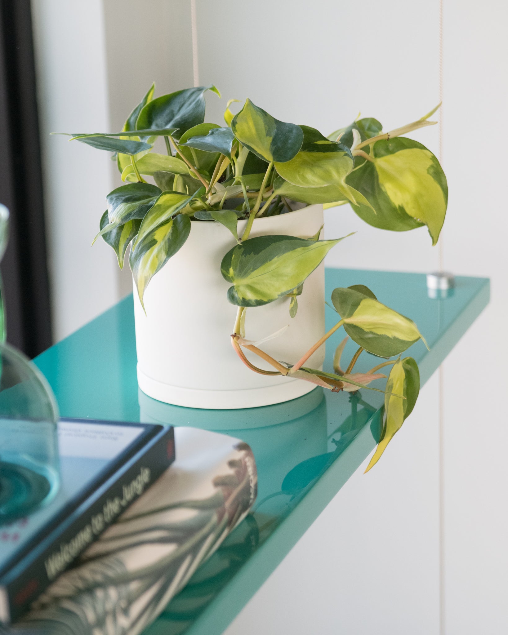 is philodendron brasil rare Philodendron 'Brasil'