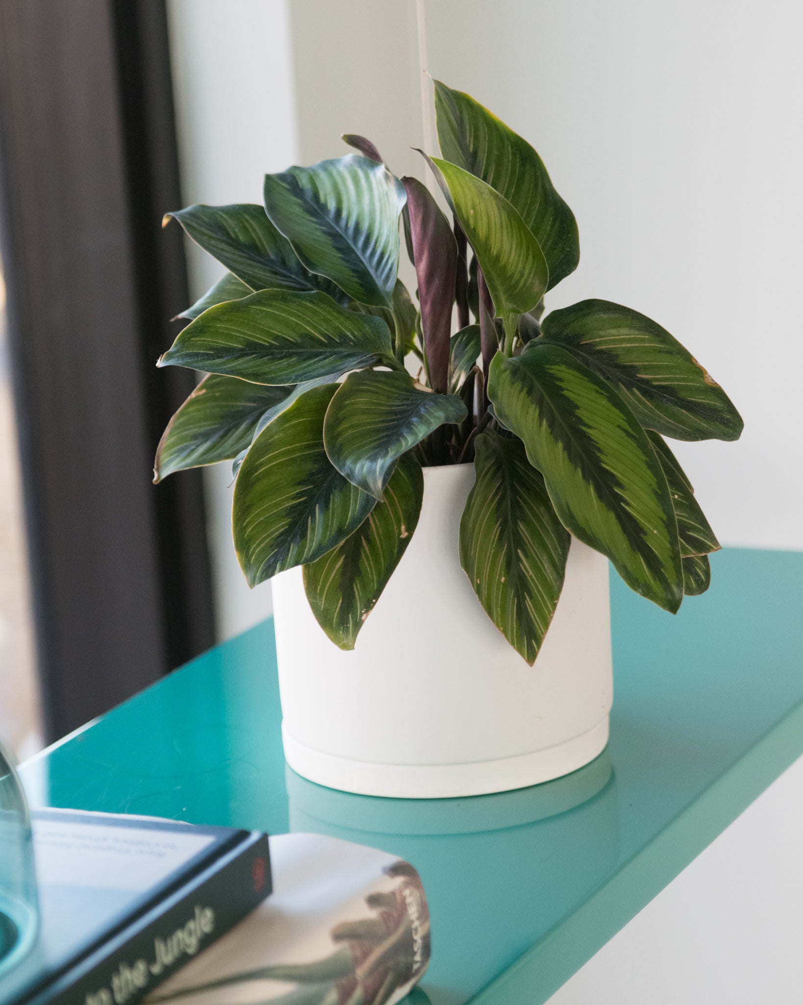 calathea light requirements Calathea 'Beauty Star'