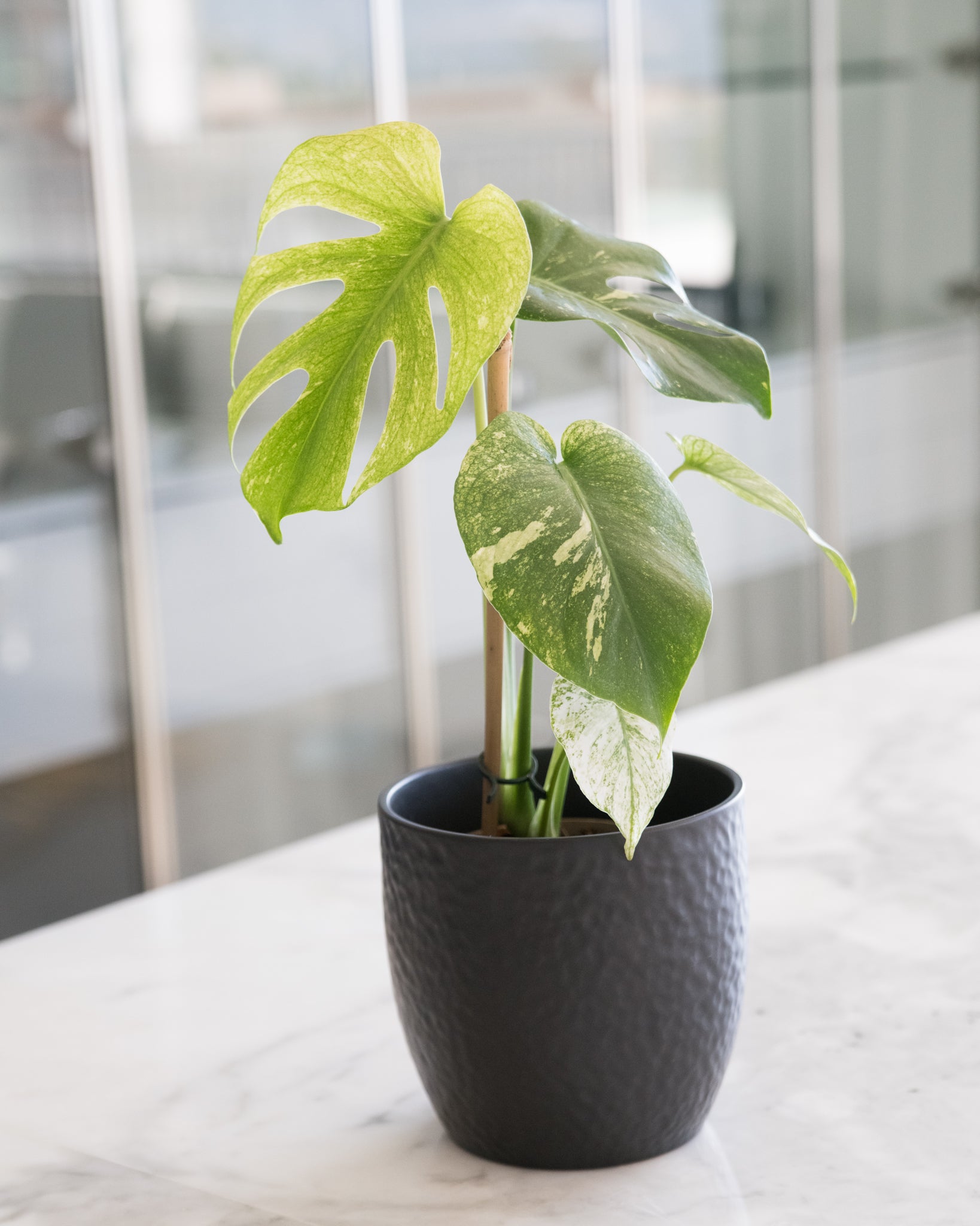 Monstera deliciosa Mint Variegated – Lush & Rare