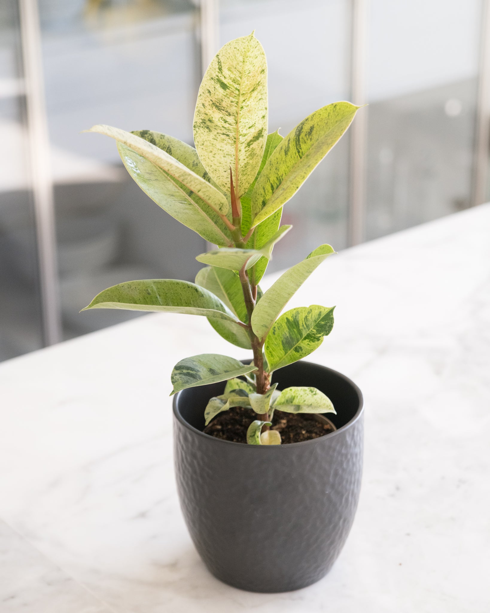 shivereana moonshine rubber tree Ficus 'Shivereana Moonshine'