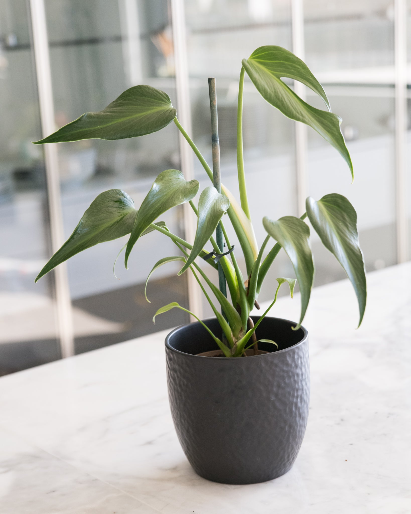 Monstera 'Burle Marx Flame' – Rare Exotic Houseplant – Lush & Rare