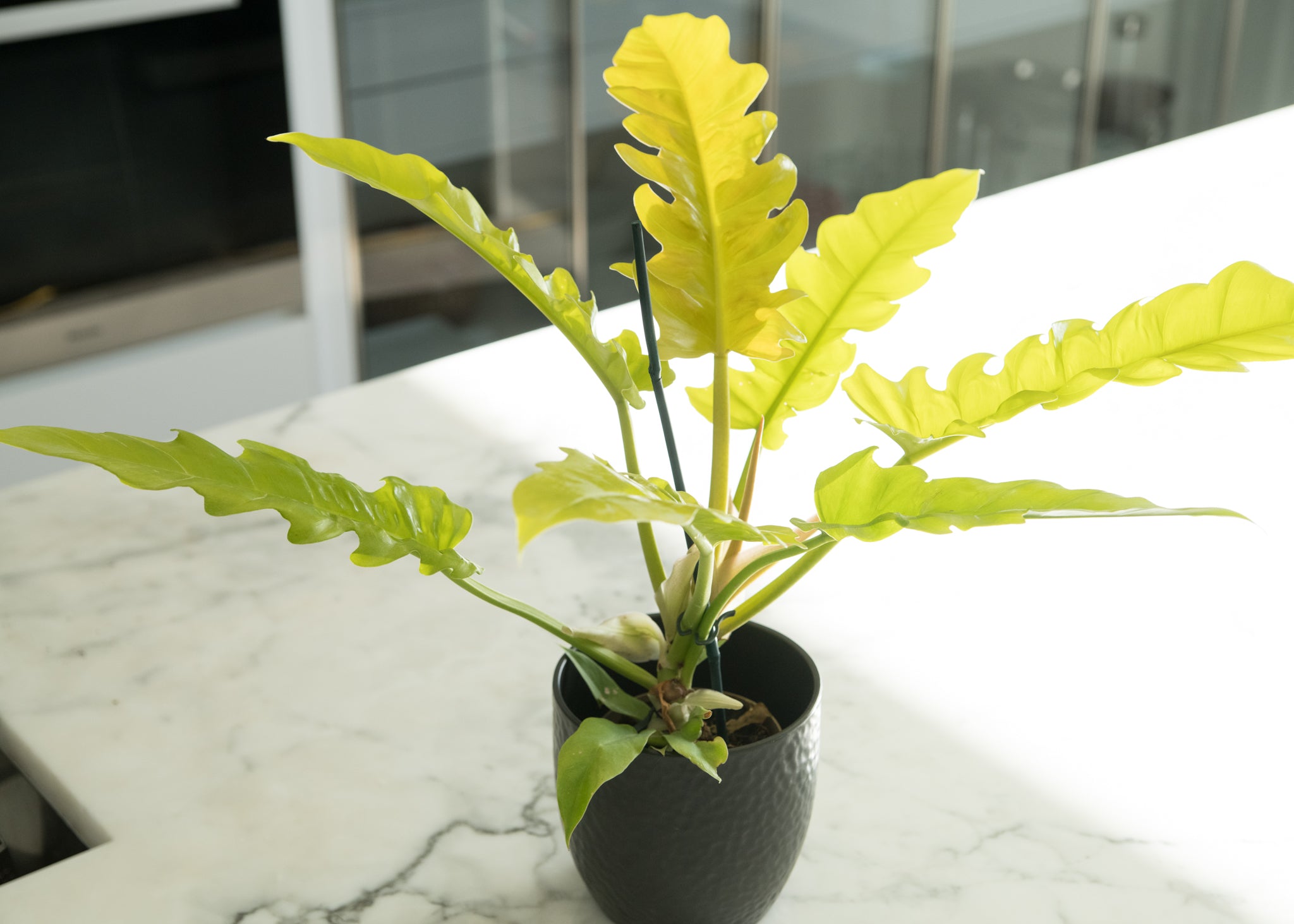 Philodendron 'Gergaji Golden Saw'