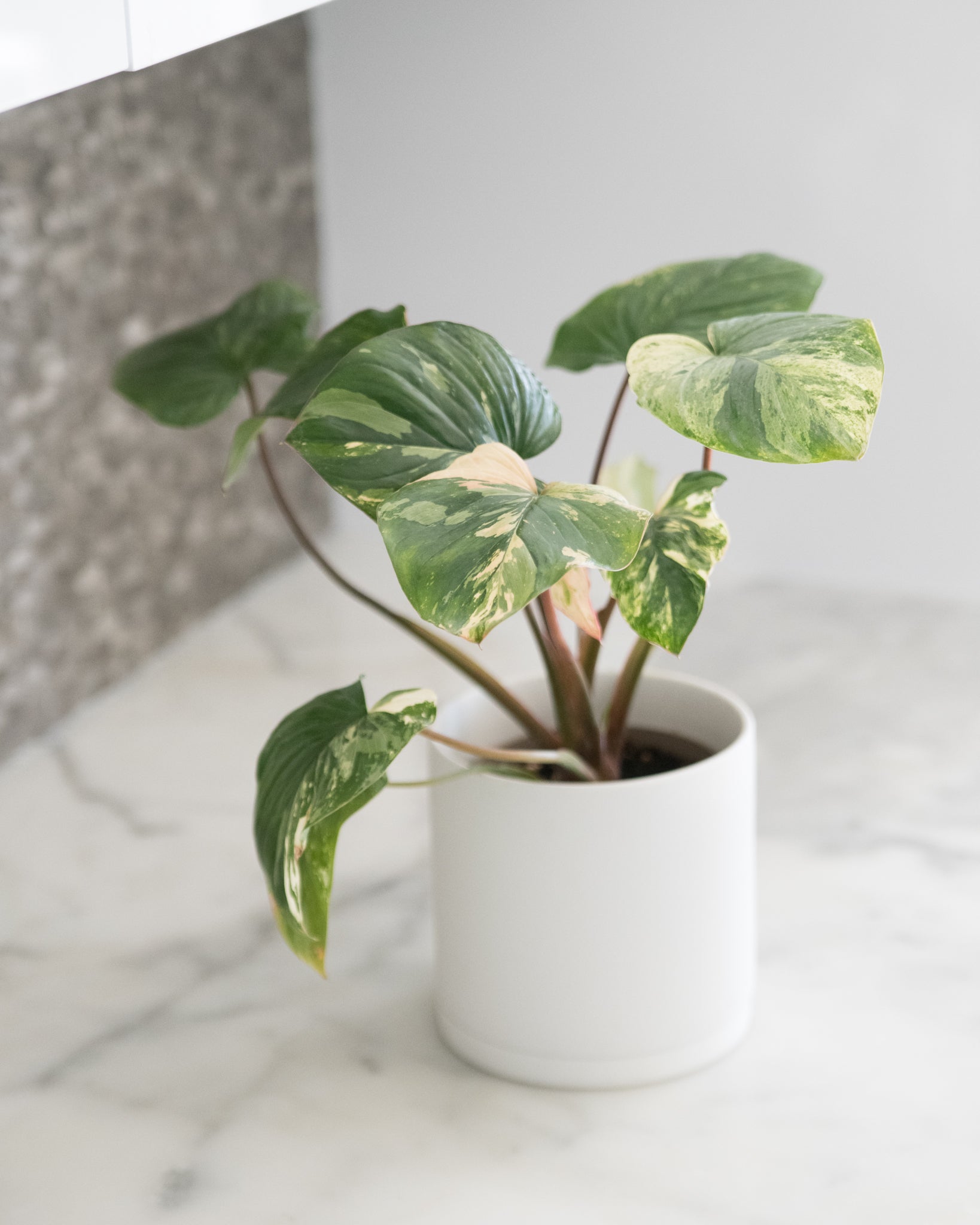 Homalomena rubescens Variegated Yellow – Rare Tropical Houseplant