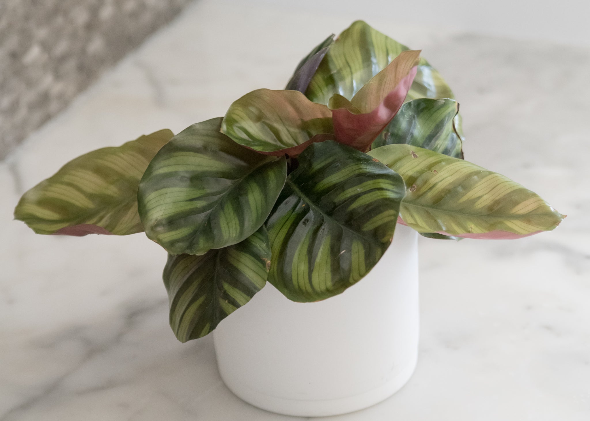 Calathea Fasciata Borrusica – Pet-Friendly Tropical Houseplant – Lush & Rare