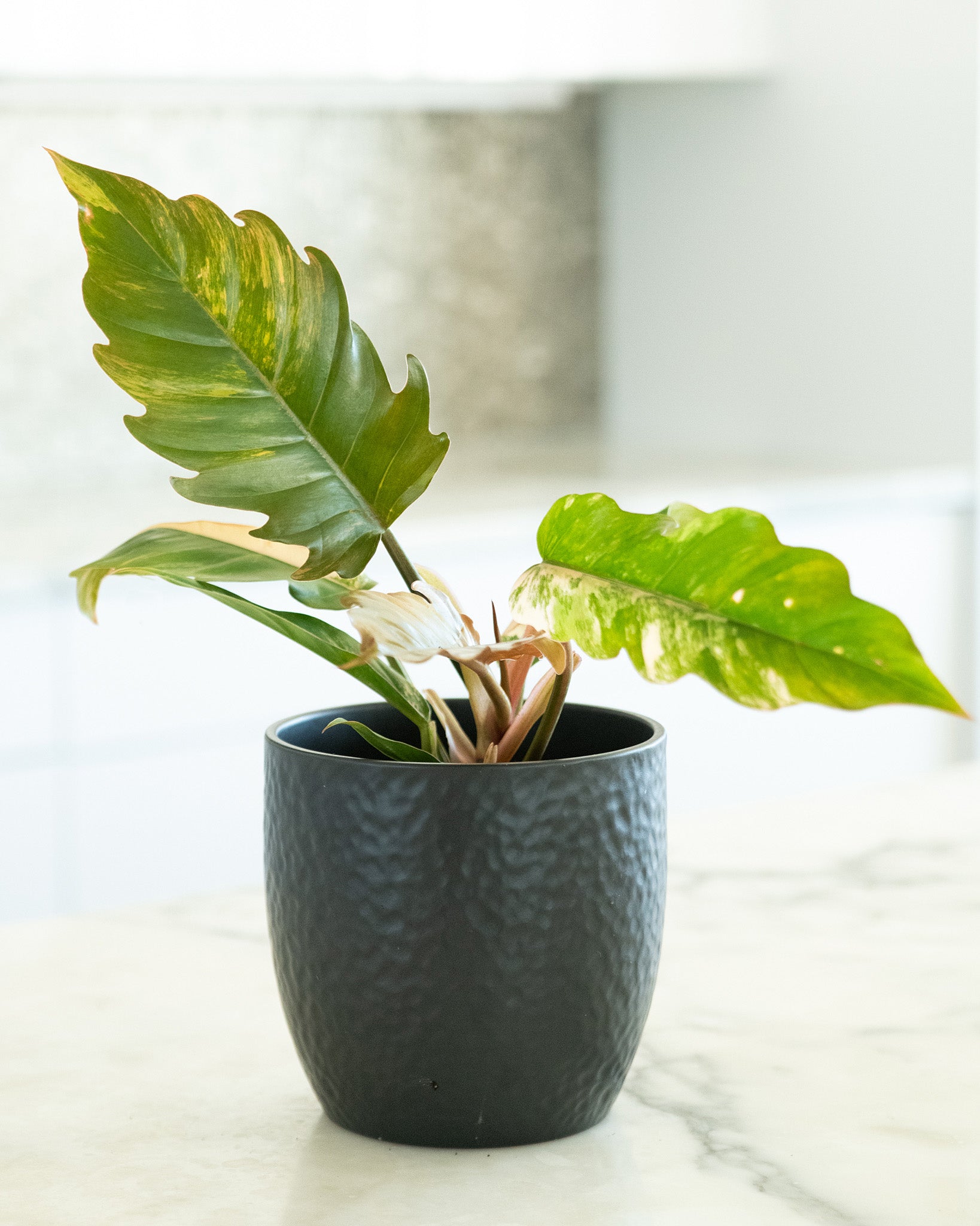 Philodendron 'Caramel Marble' – Rare Variegated Houseplant – Lush & Rare