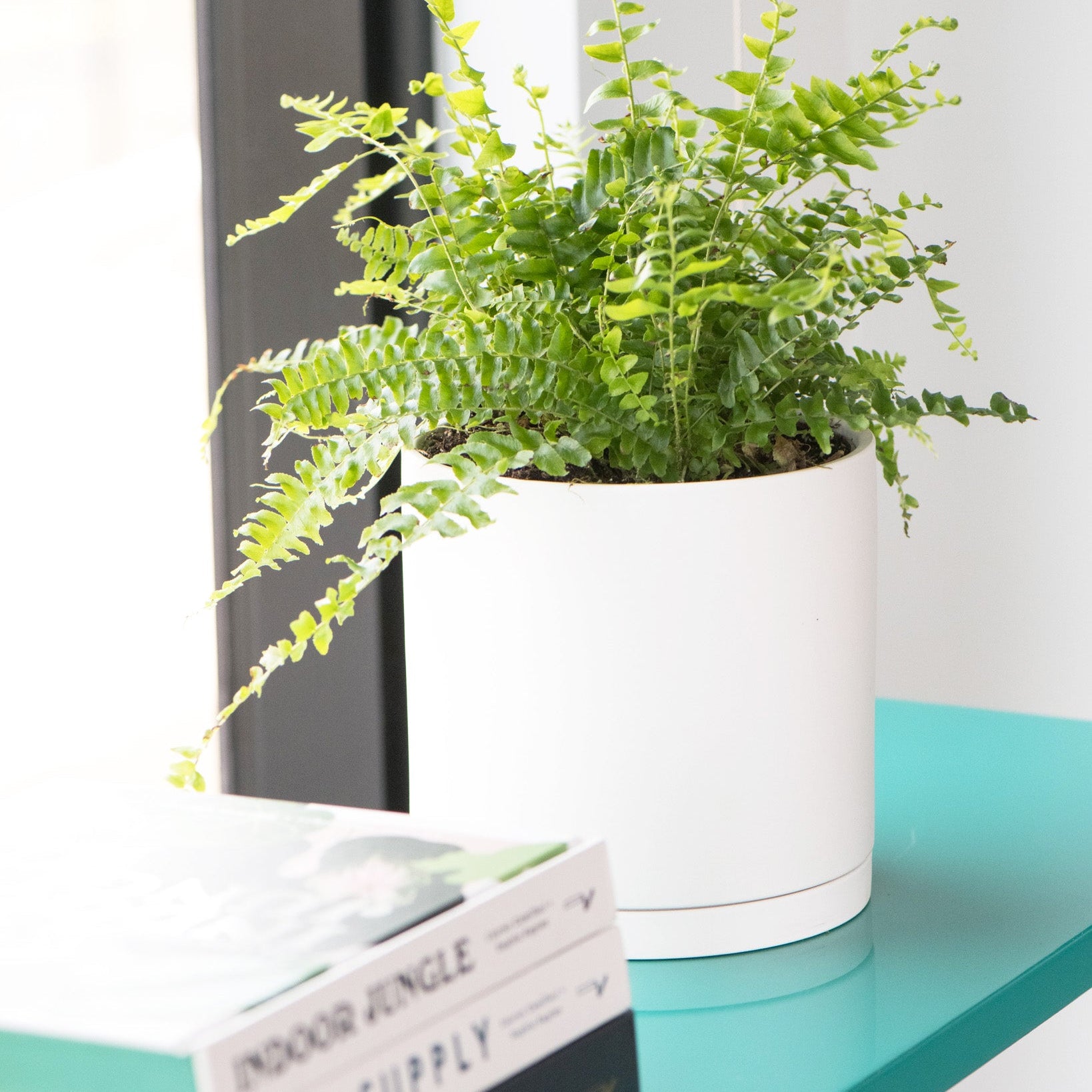 Ferns