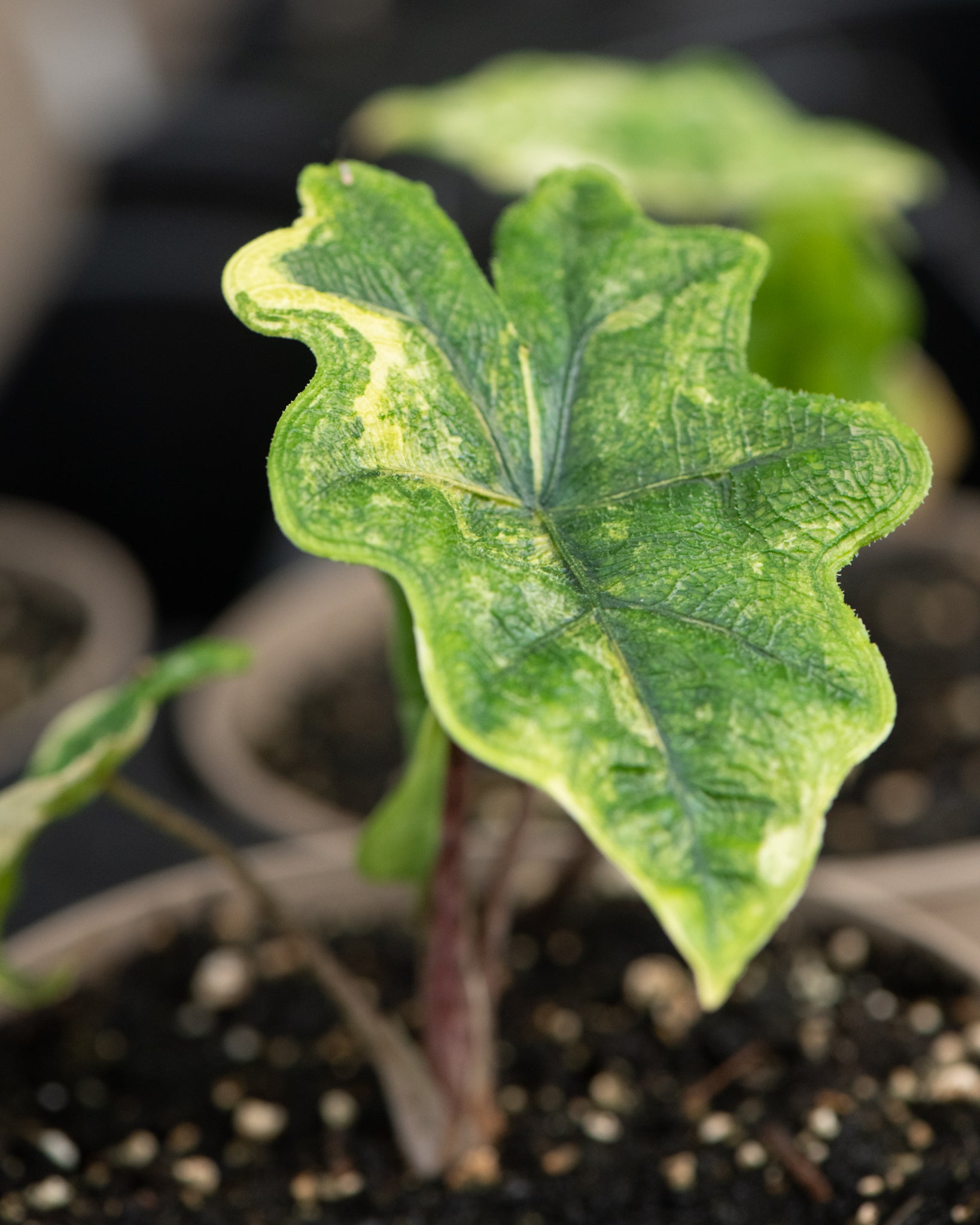 Alocasia tandurusa variegata (previously known as Jacklyn variegata)