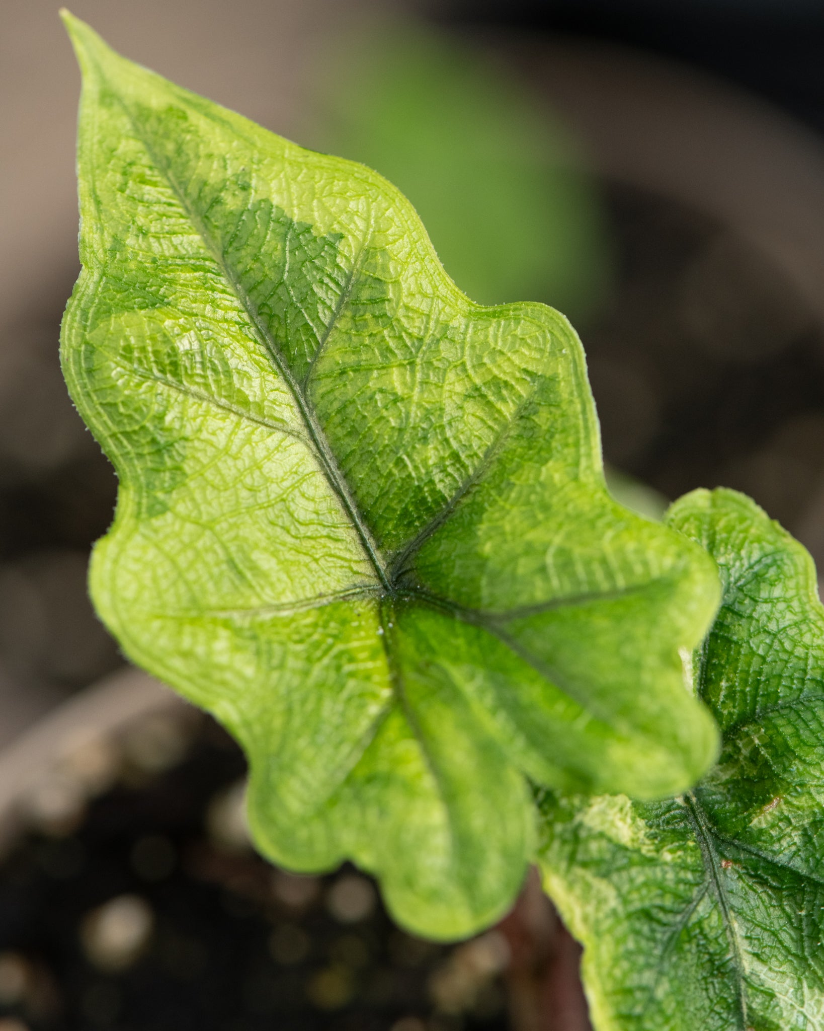 Alocasia_tandurusa_variegata_4253.jpg