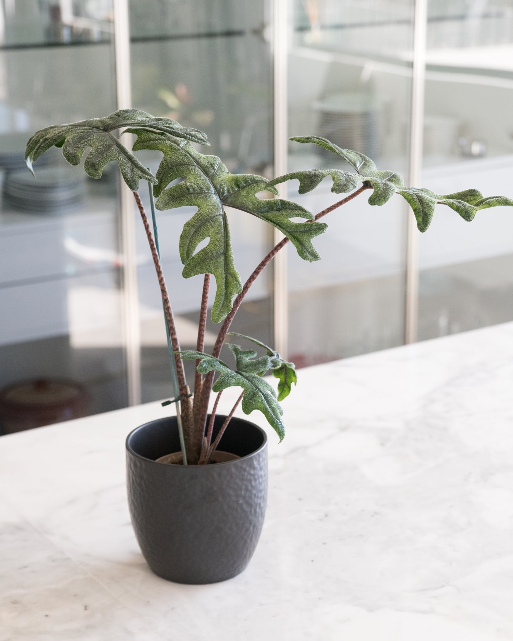 Alocasia tandurusa (prevously known as Jacklyn)