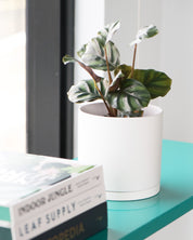 Calathea 'Fasciata Borrusica'