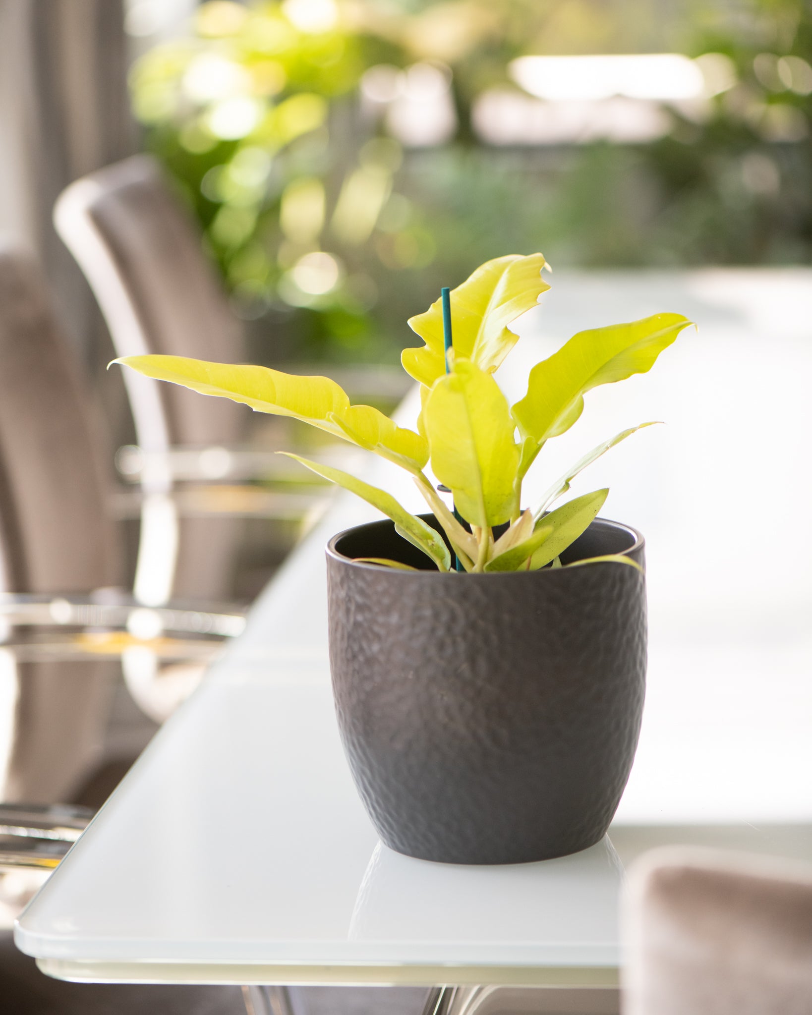 Philodendron 'Gergaji Golden Saw'