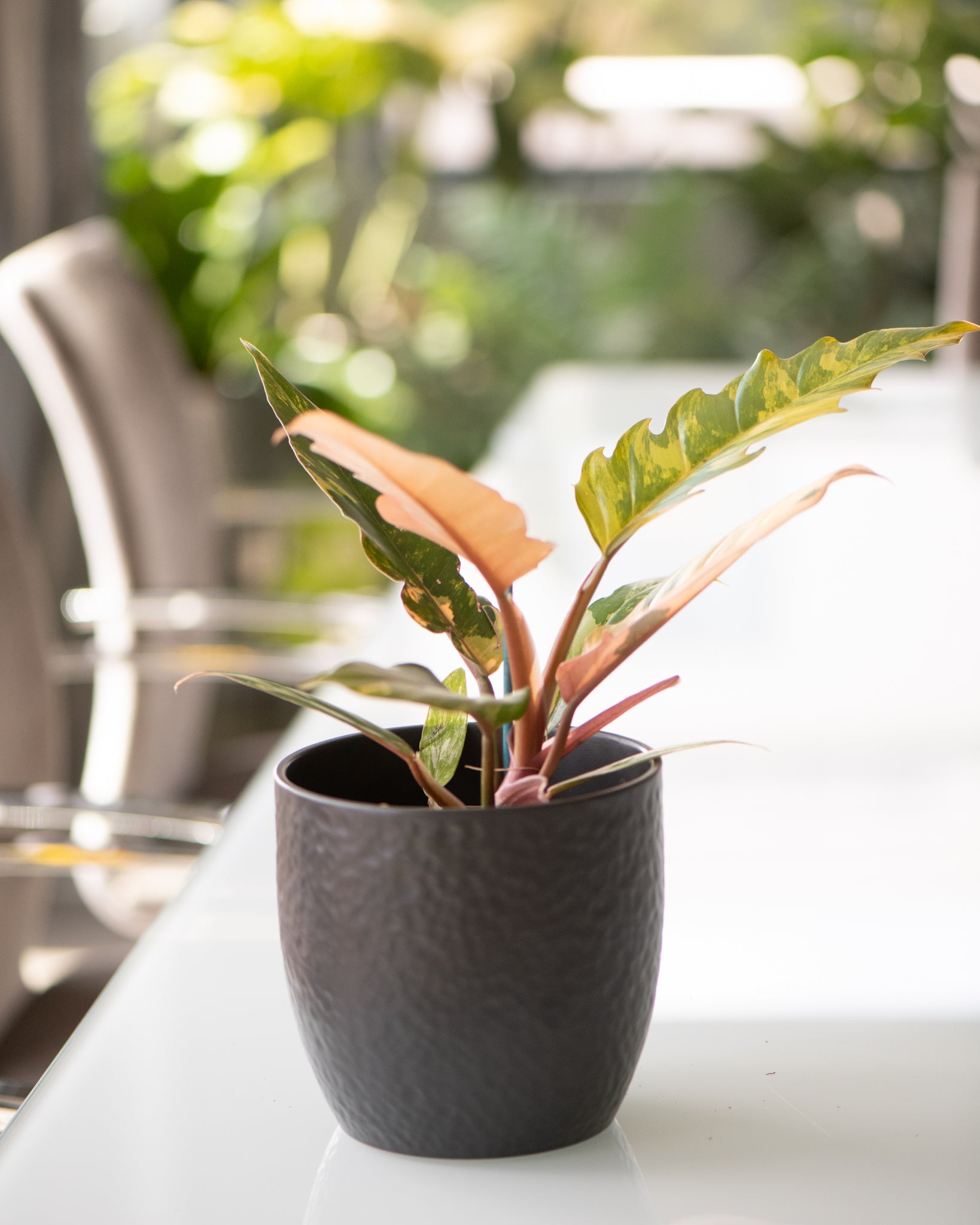 DSC_4743-Philodendron-Caramel-Marble.jpg
