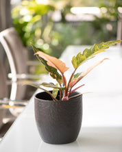 Philodendron 'Caramel Marble'
