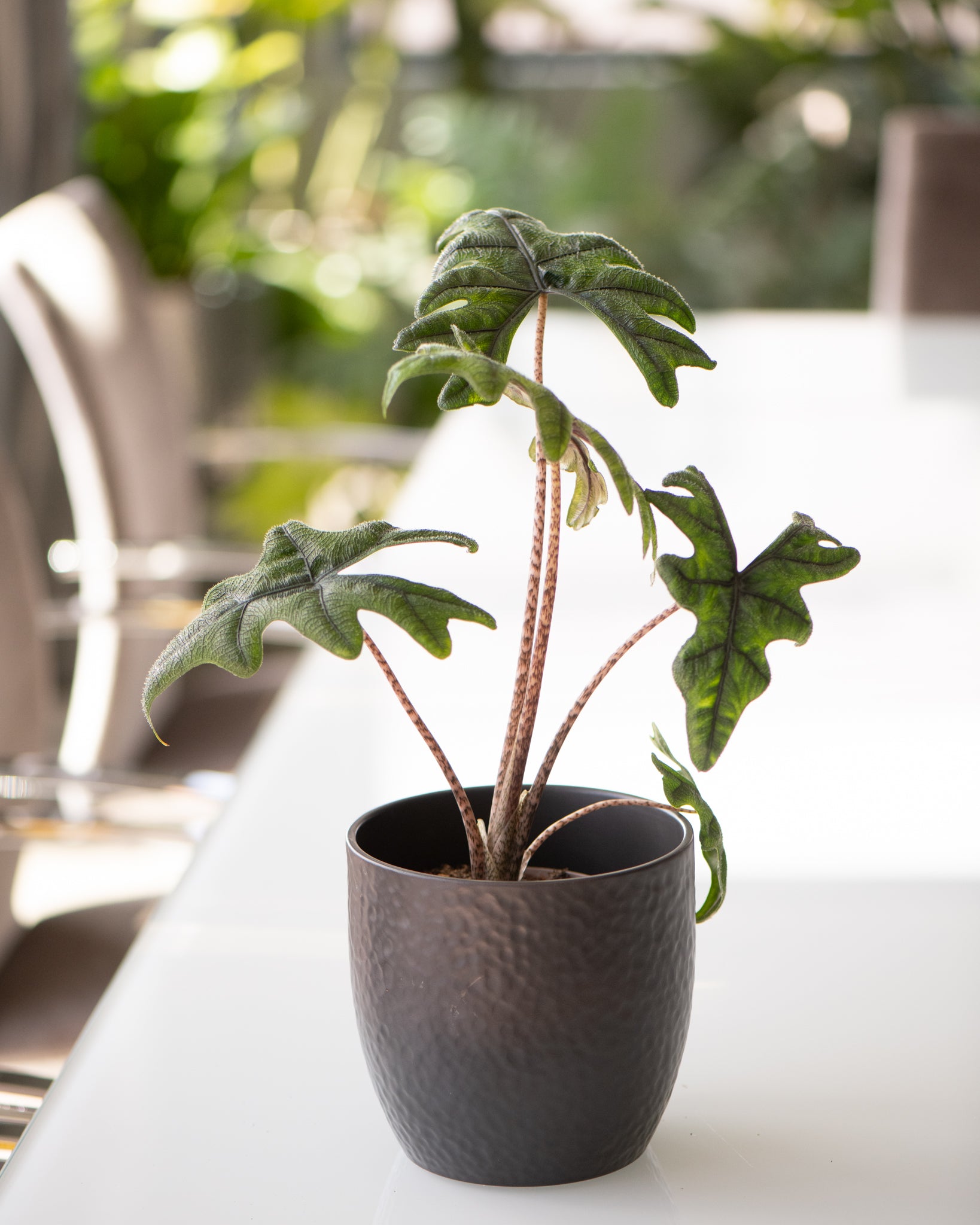 DSC_4745-_Alocasia_tandurusa.jpg