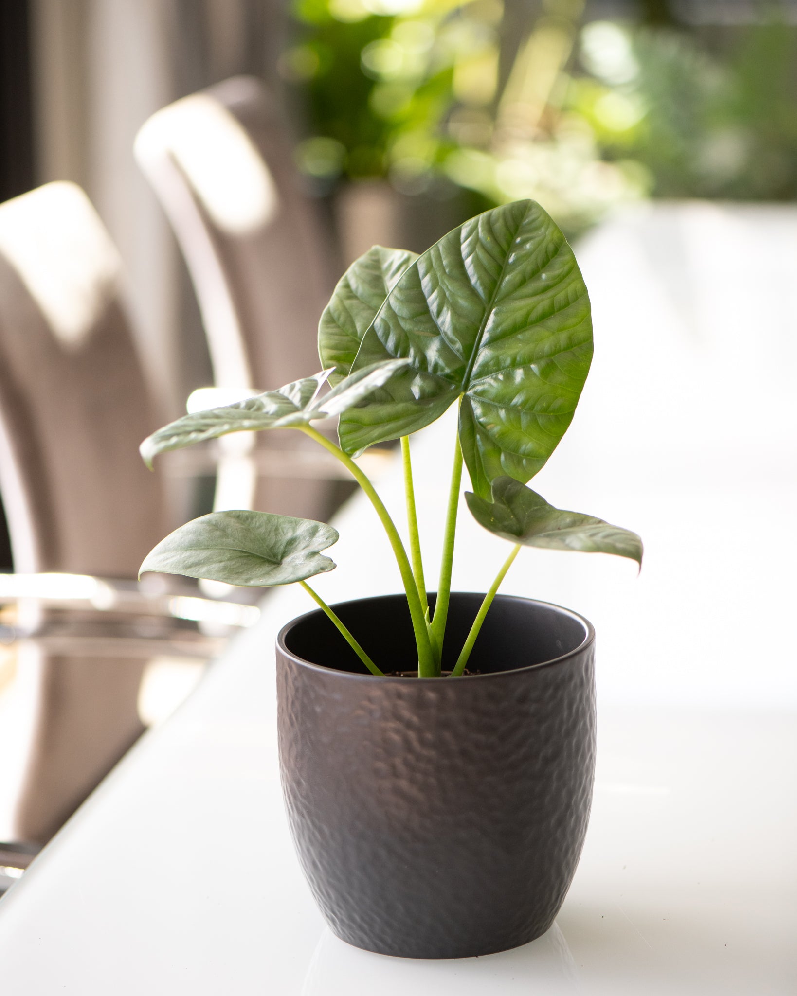 DSC_4748-Alocasia_Lukiwan.jpg