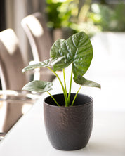 Alocasia 'Lukiwan'
