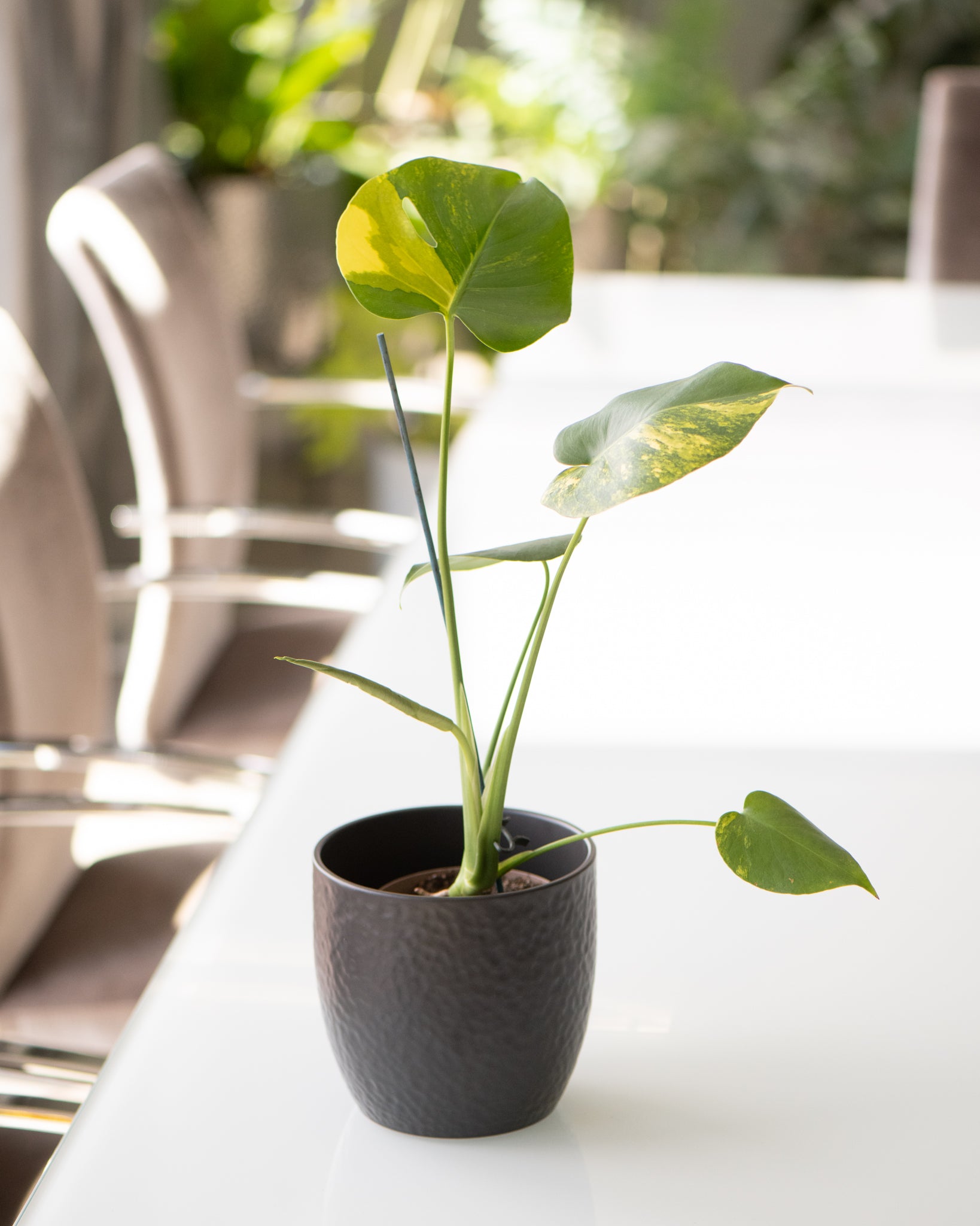 DSC_4757-Monstera_deliciosa_aurea_variegata_Marmorata.jpg