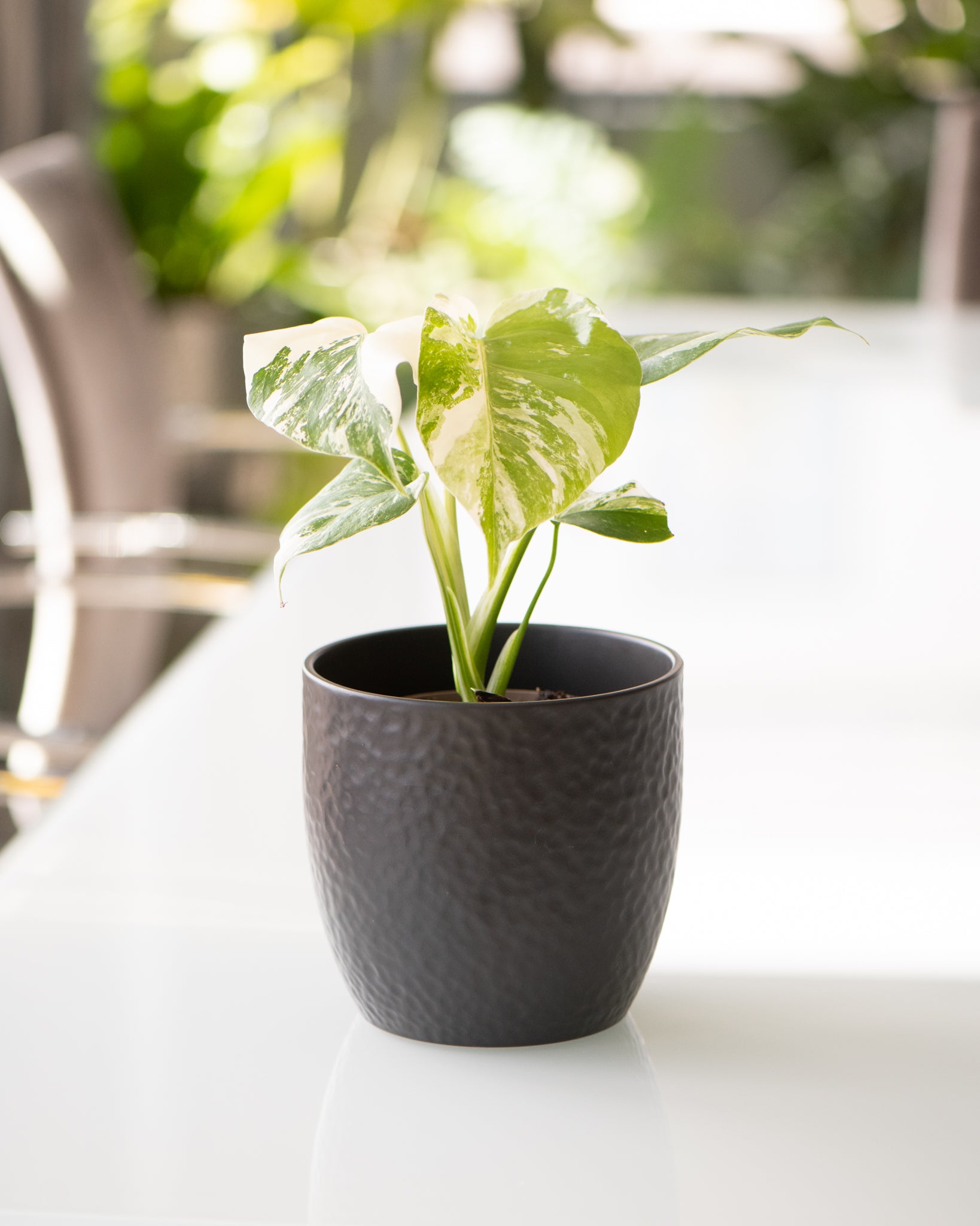 DSC_4762-monstera-albo.jpg