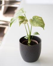 Monstera deliciosa Mint Variegated