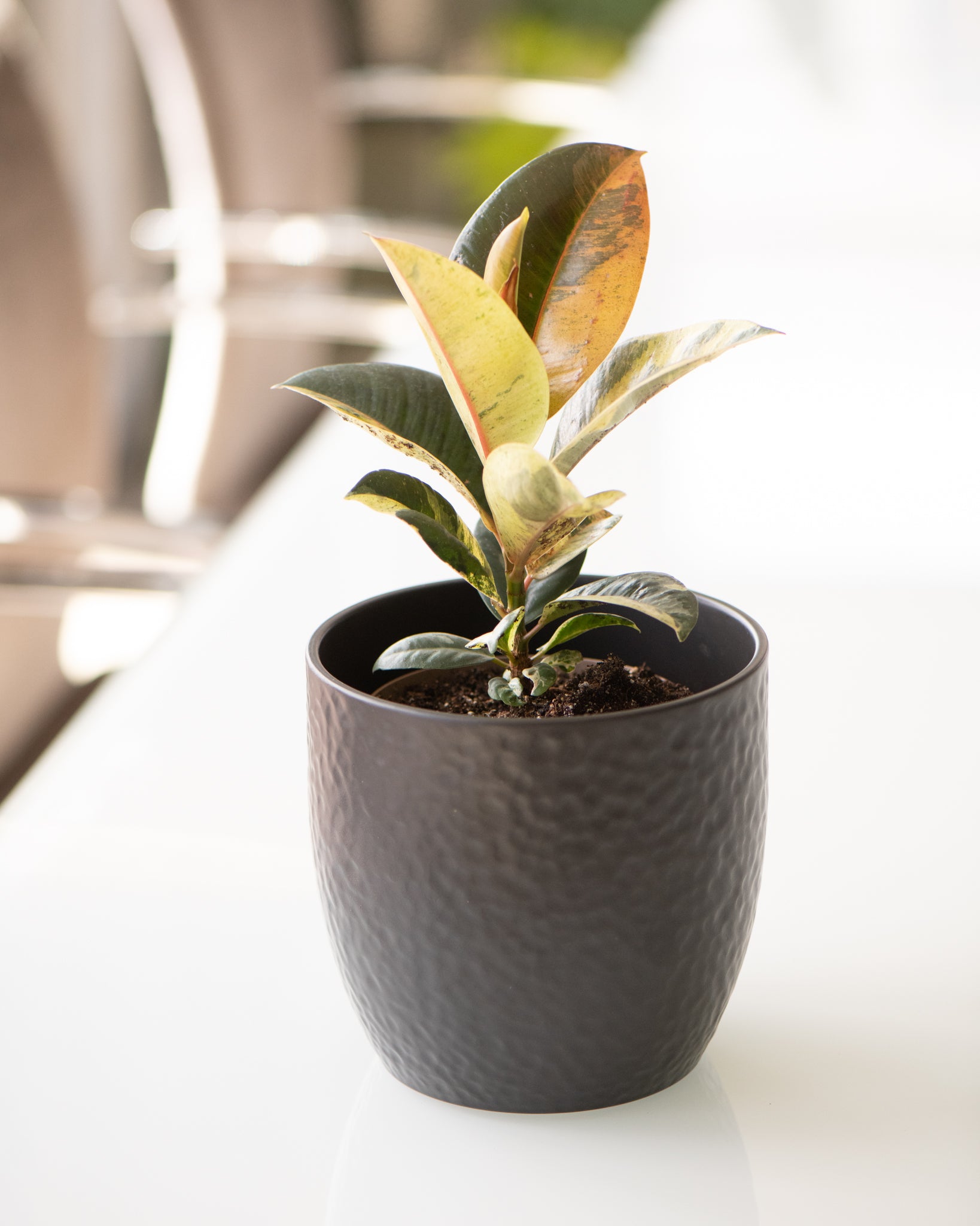 DSC_4770-_Ficus_Shivereana_Moonshine.jpg