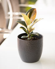 Ficus 'Shivereana Moonshine'