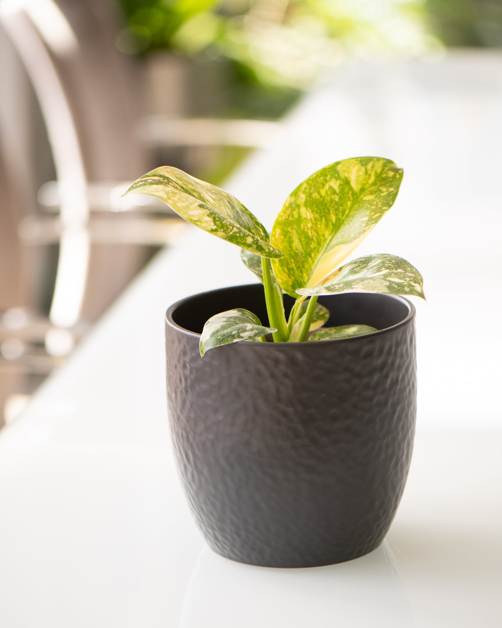 DSC_4775-philodendron-green-congo.jpg