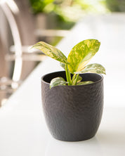 Philodendron 'Green Congo' Variegata