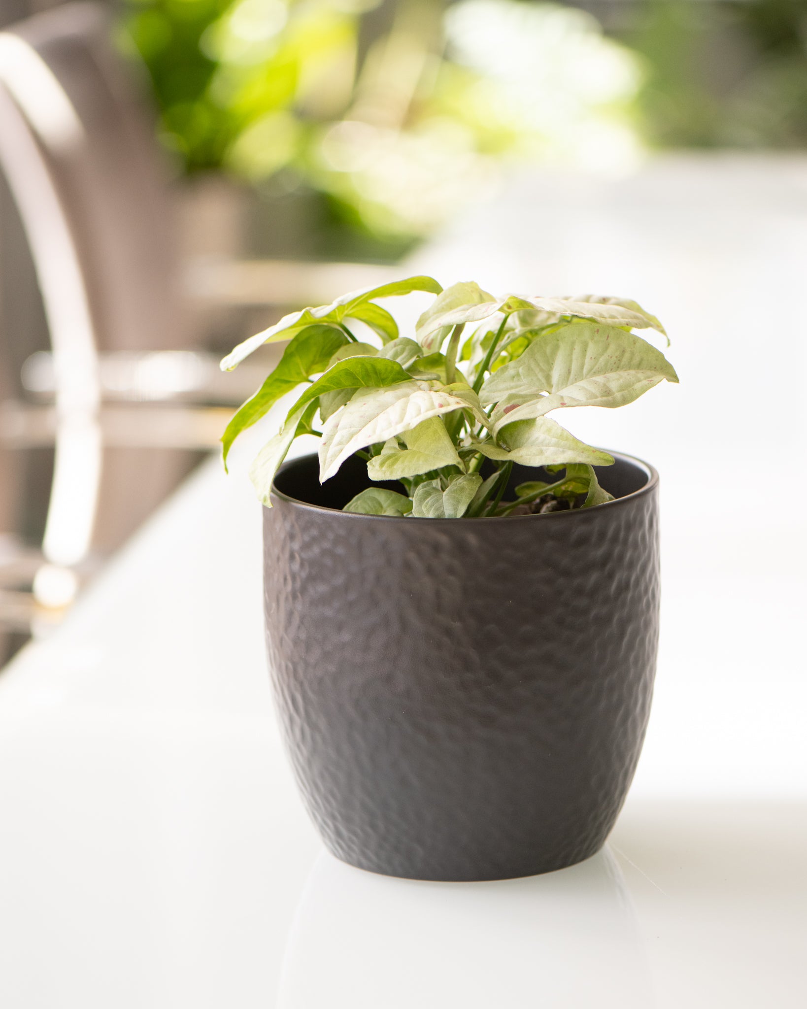 DSC_4776-syngonium-coffee-milk.jpg