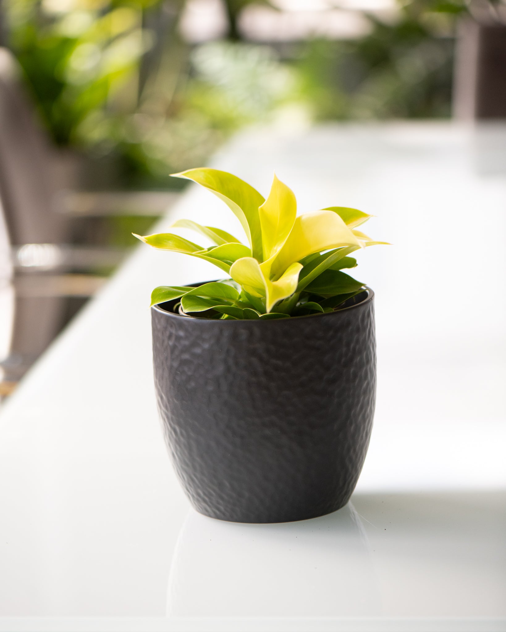 DSC_4788-philodendron-moonlight.jpg