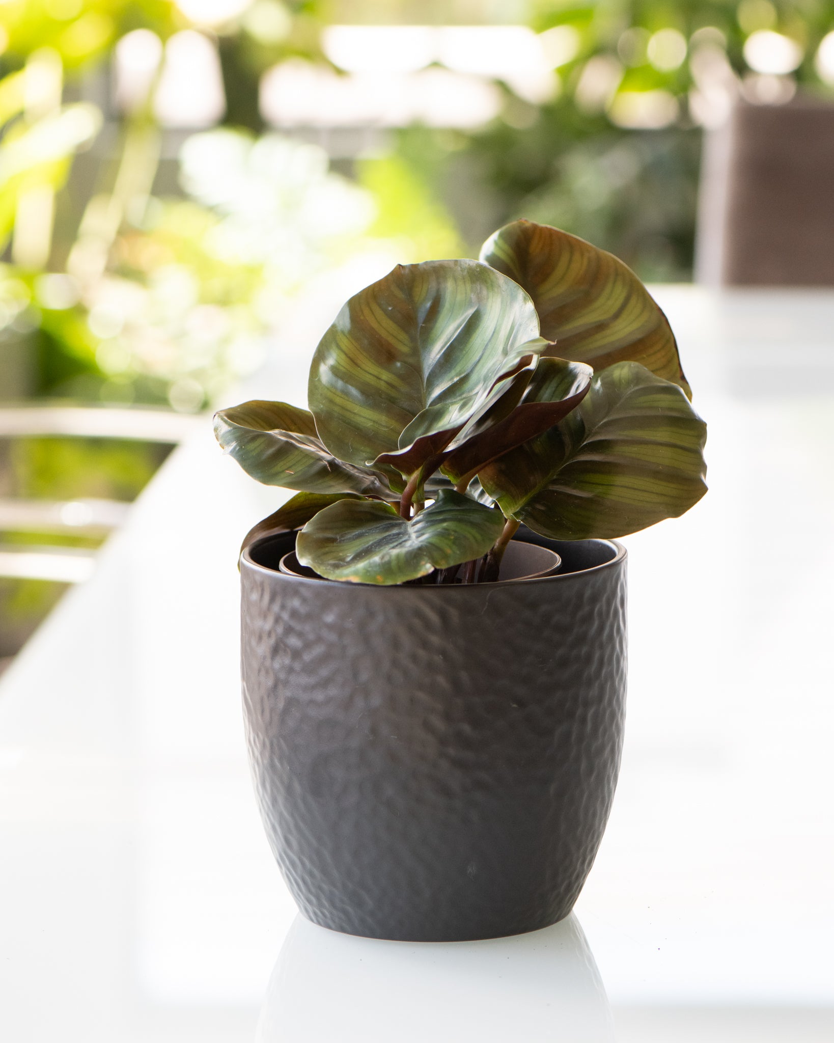DSC_4796-Calathea_Fasciata_Borrusica.jpg