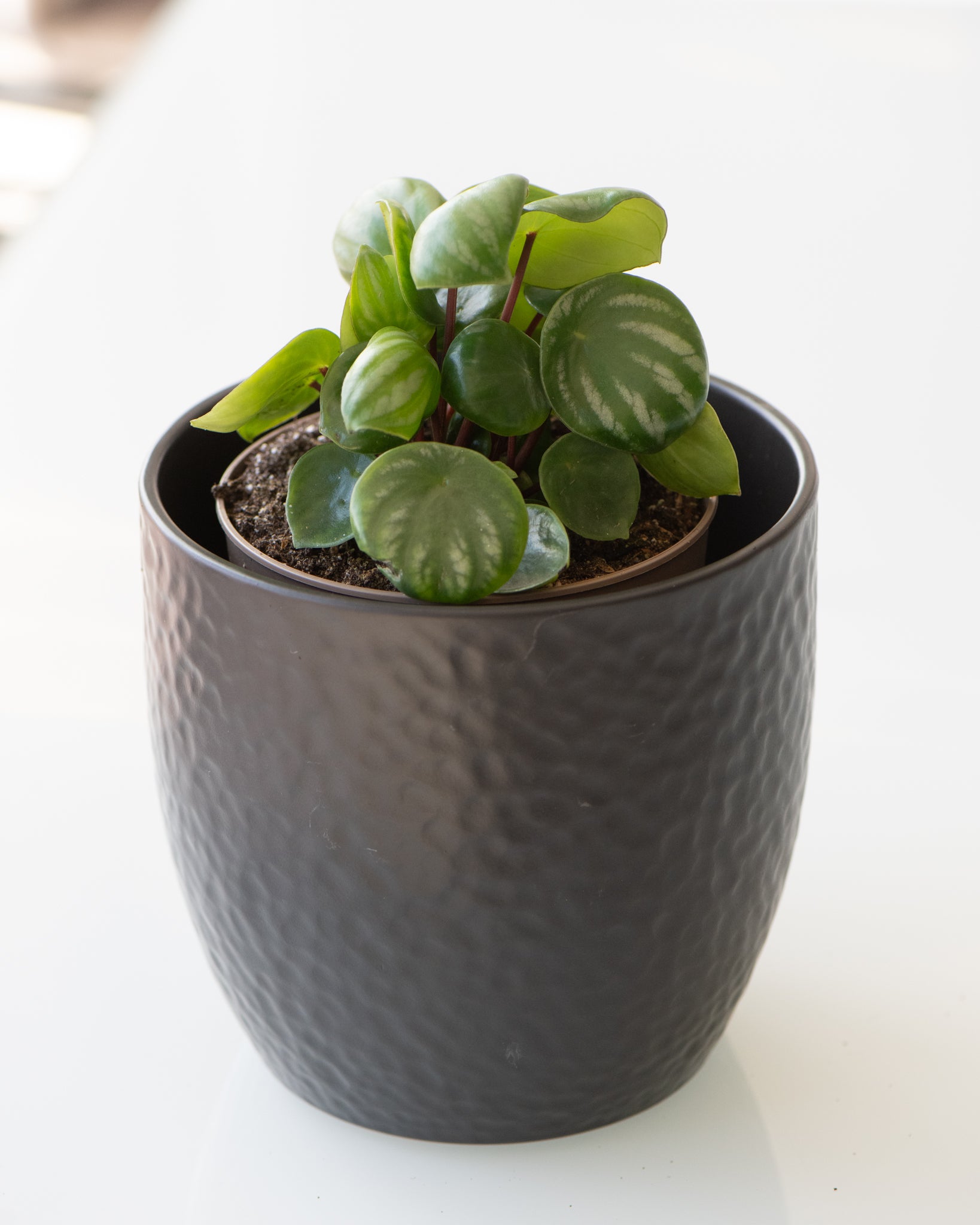 DSC_4797-Peperomia_argyreia.jpg