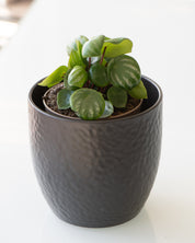 Peperomia argyreia