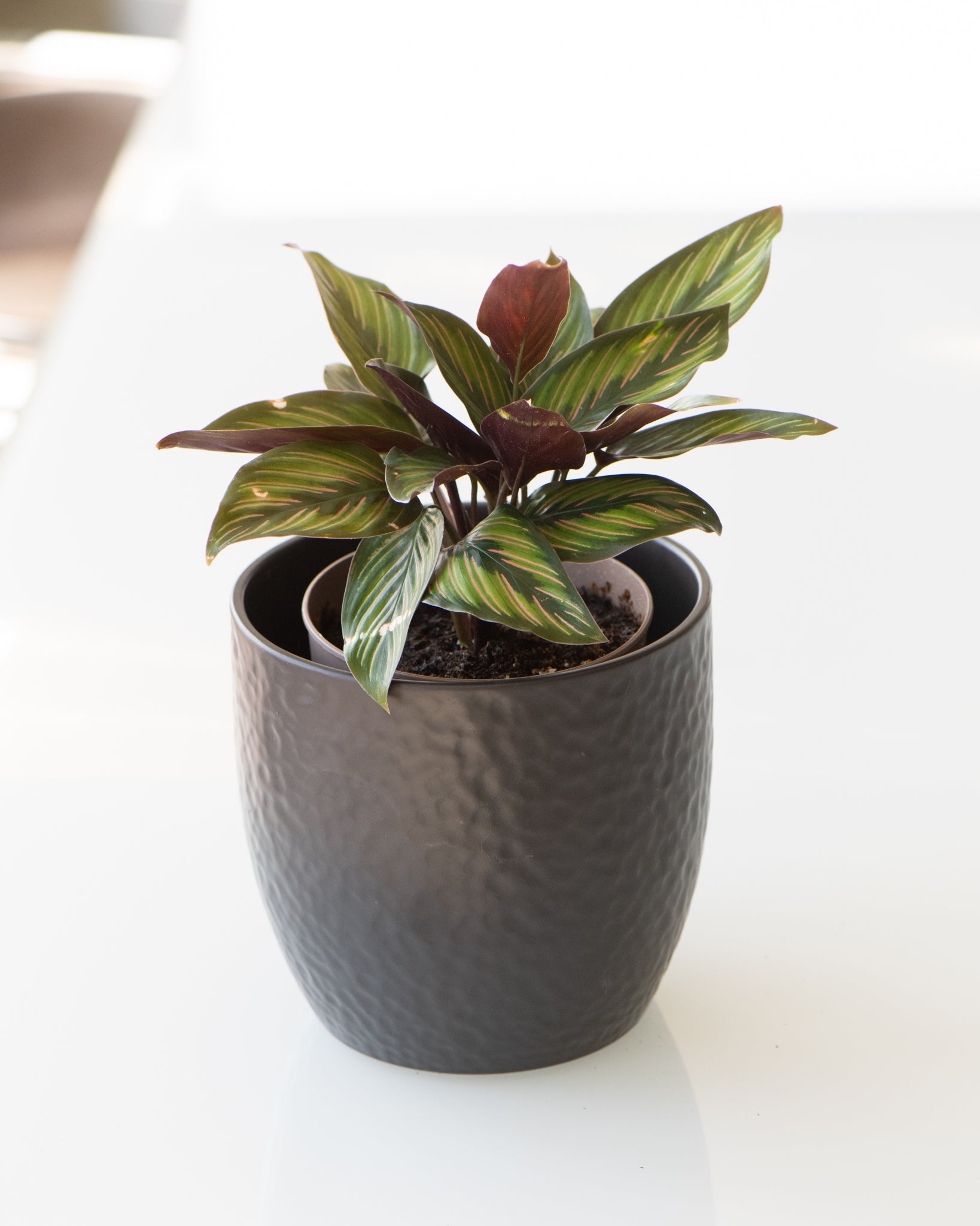 DSC_4801-calathea-beauty-star.jpg