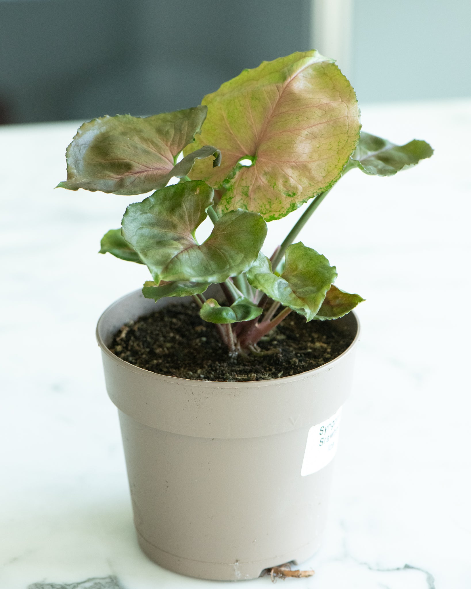 DSC_4807-Syngonium_Strawberry_Ice.jpg