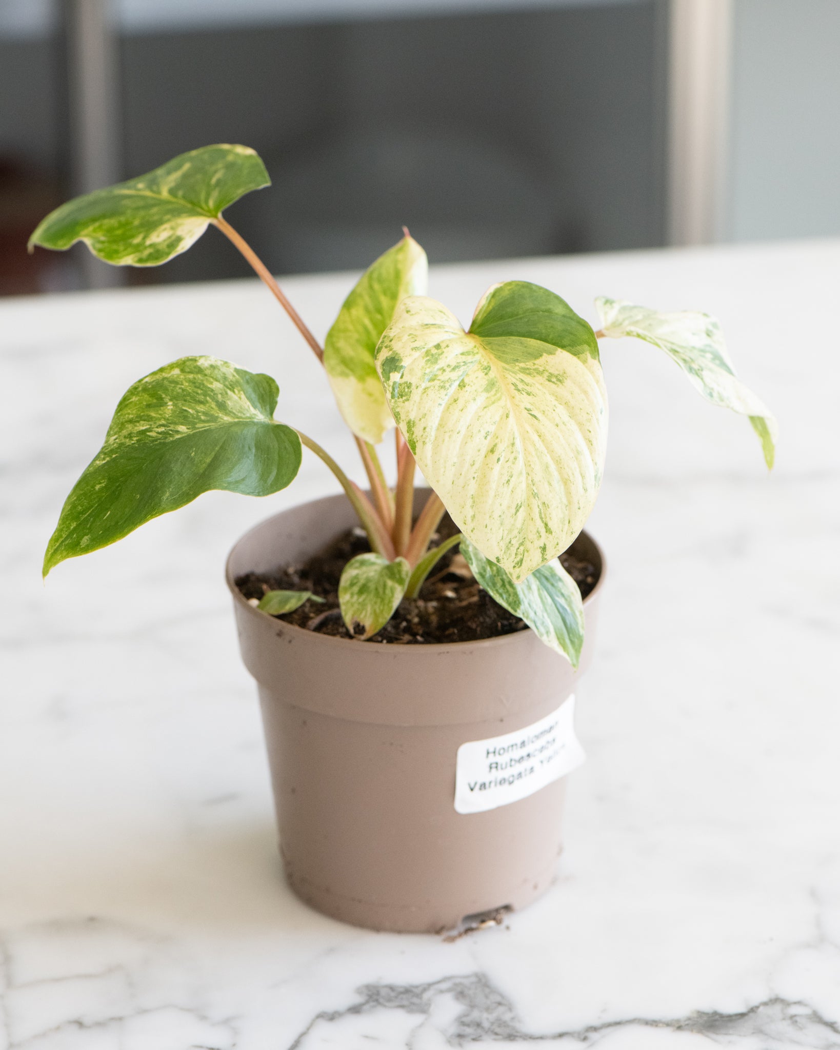 Homalomena rubescens variegata 'Yellow'