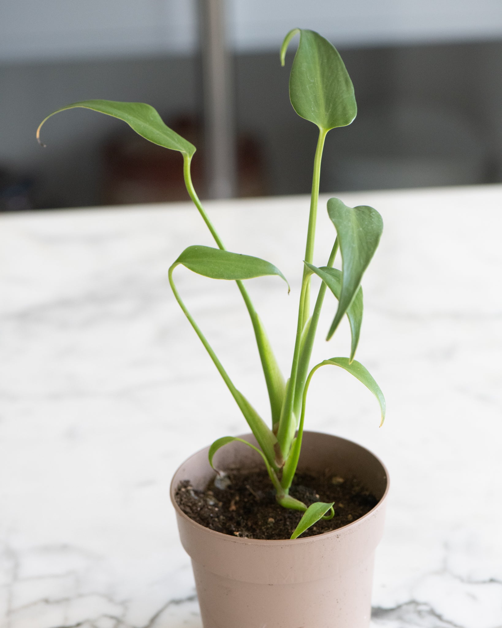 Monstera 'Burle Marx Flame'