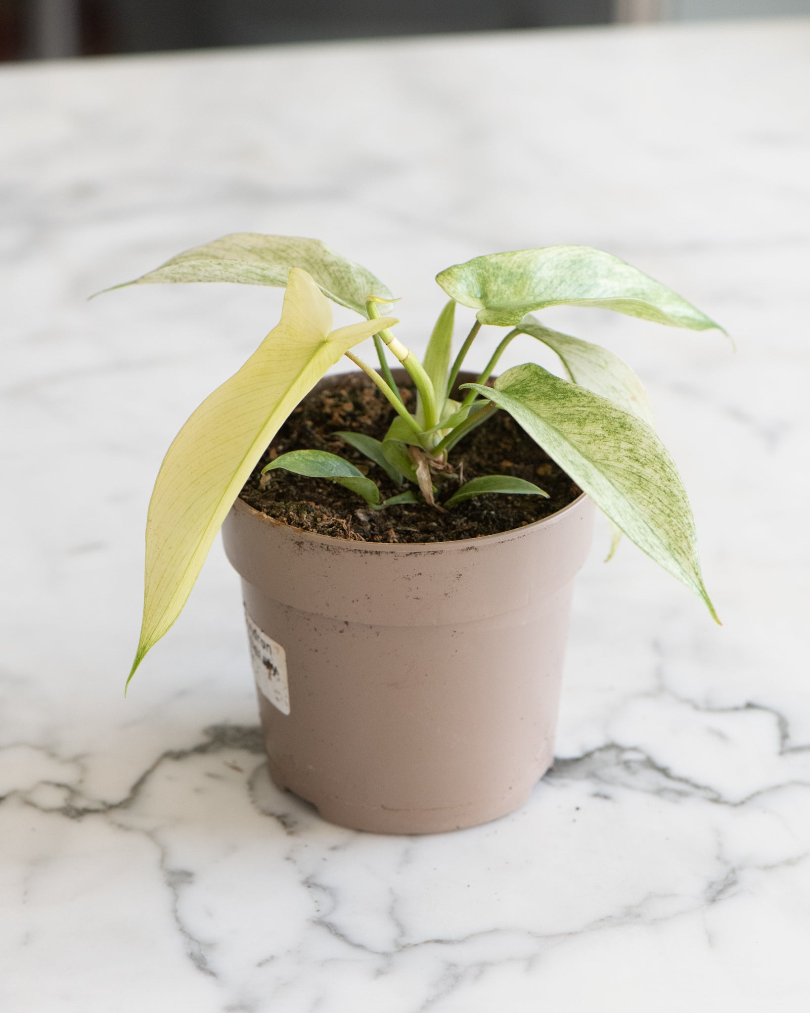 DSC_4811-Philodendron_Florida_Beauty_variegata.jpg