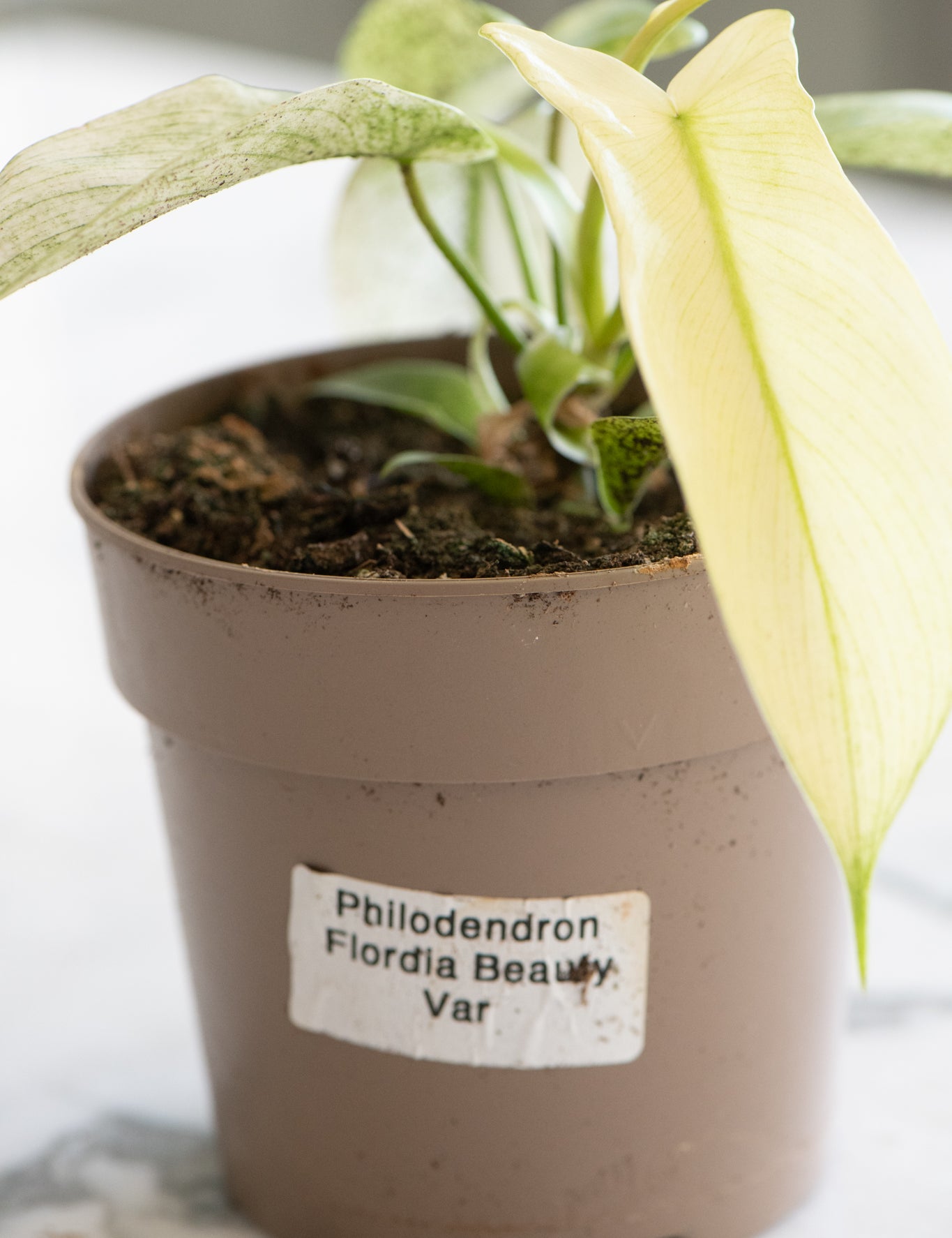 DSC_4812-Philodendron_Florida_Beauty.jpg