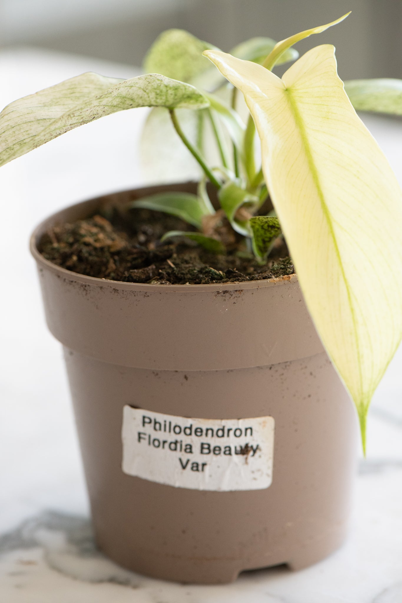 Philodendron 'Florida Beauty' variegata Yellow