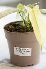 Philodendron 'Florida Beauty' variegata Yellow
