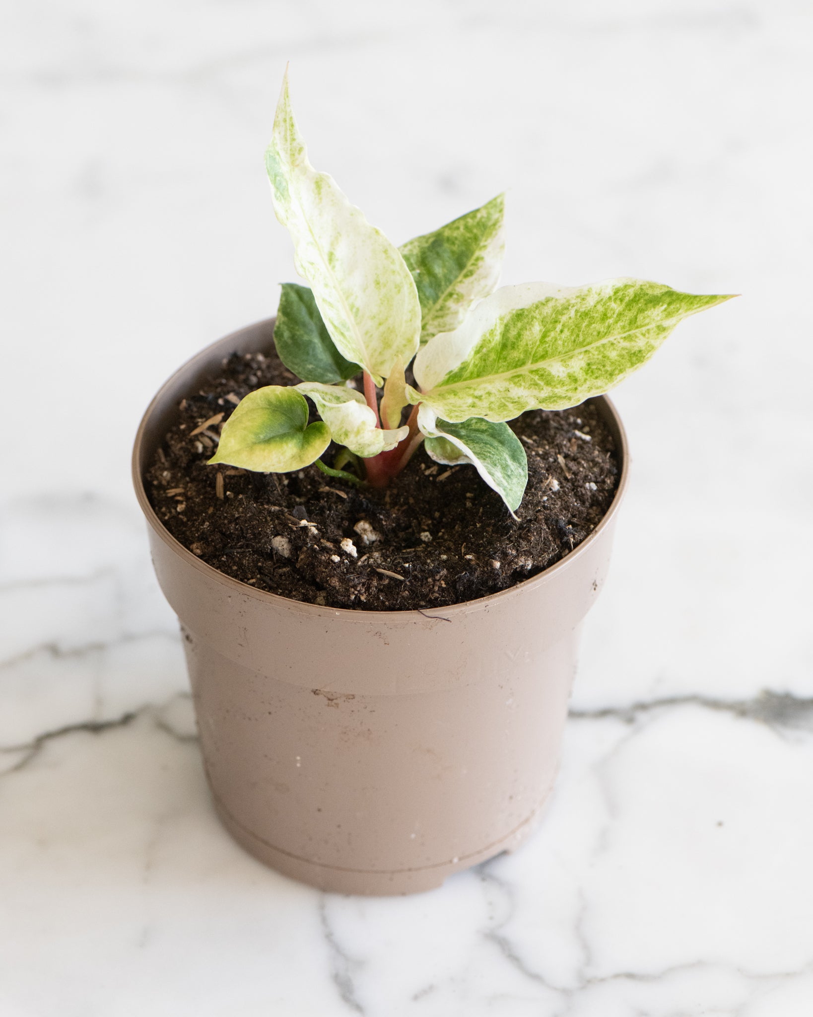 Anthurium Hookeri variegata