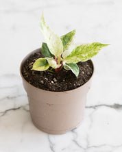 Anthurium Hookeri variegata