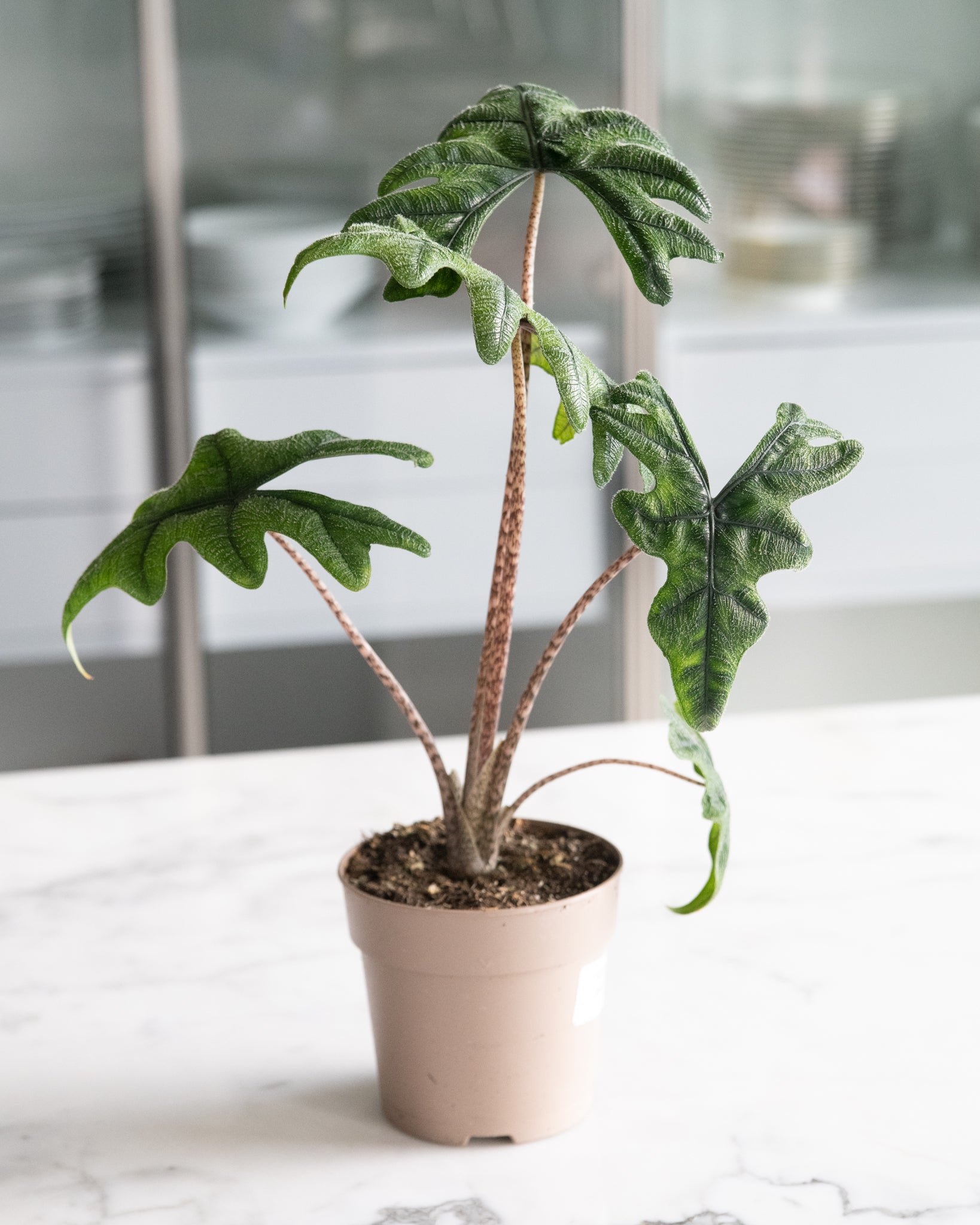 DSC_4820-_Alocasia_tandurusa.jpg