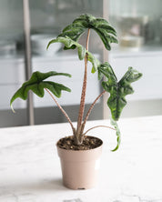 Alocasia tandurusa (prevously known as Jacklyn)
