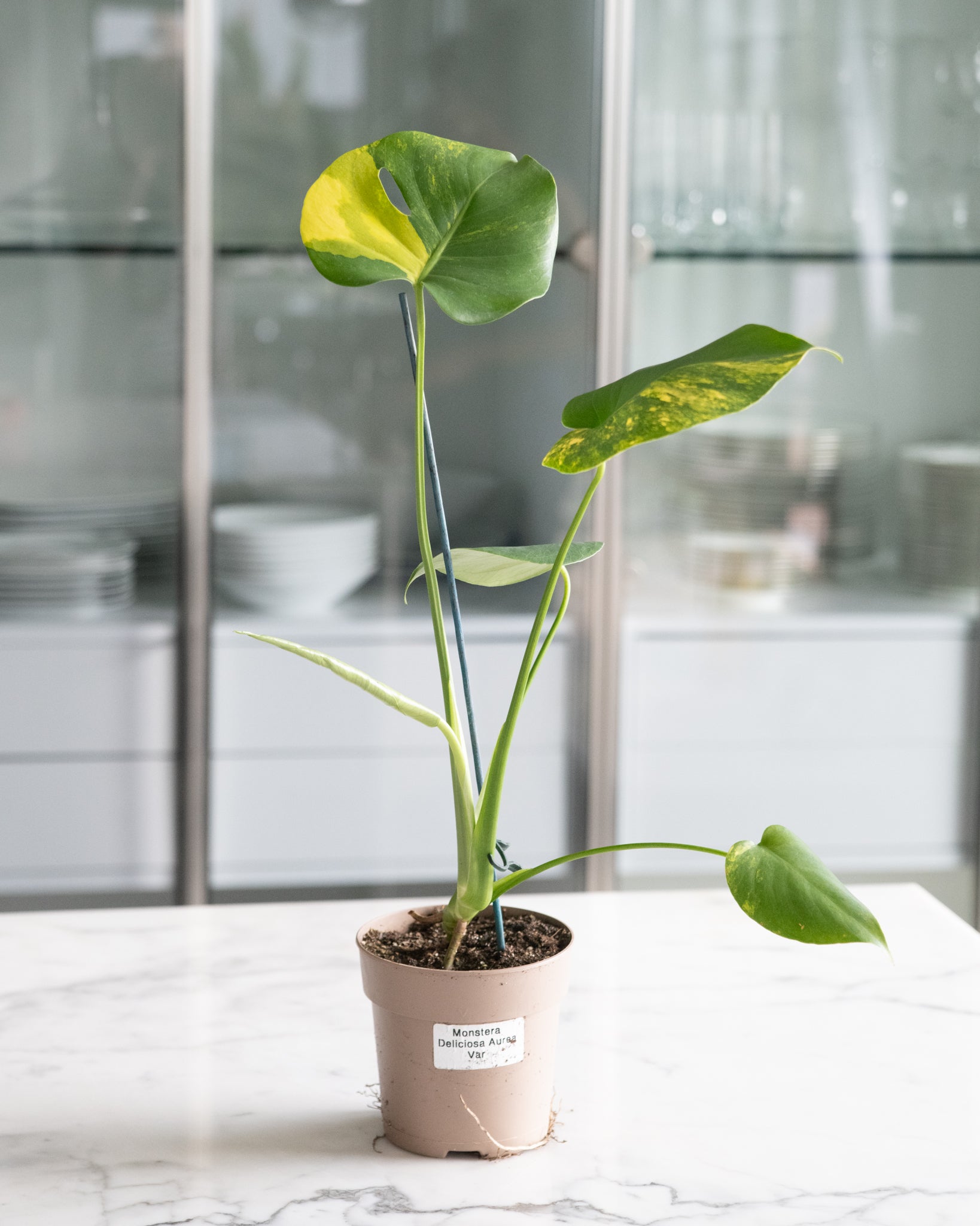 Monstera deliciosa aurea 'variegata Marmorata'