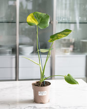 Monstera deliciosa aurea 'variegata Marmorata'