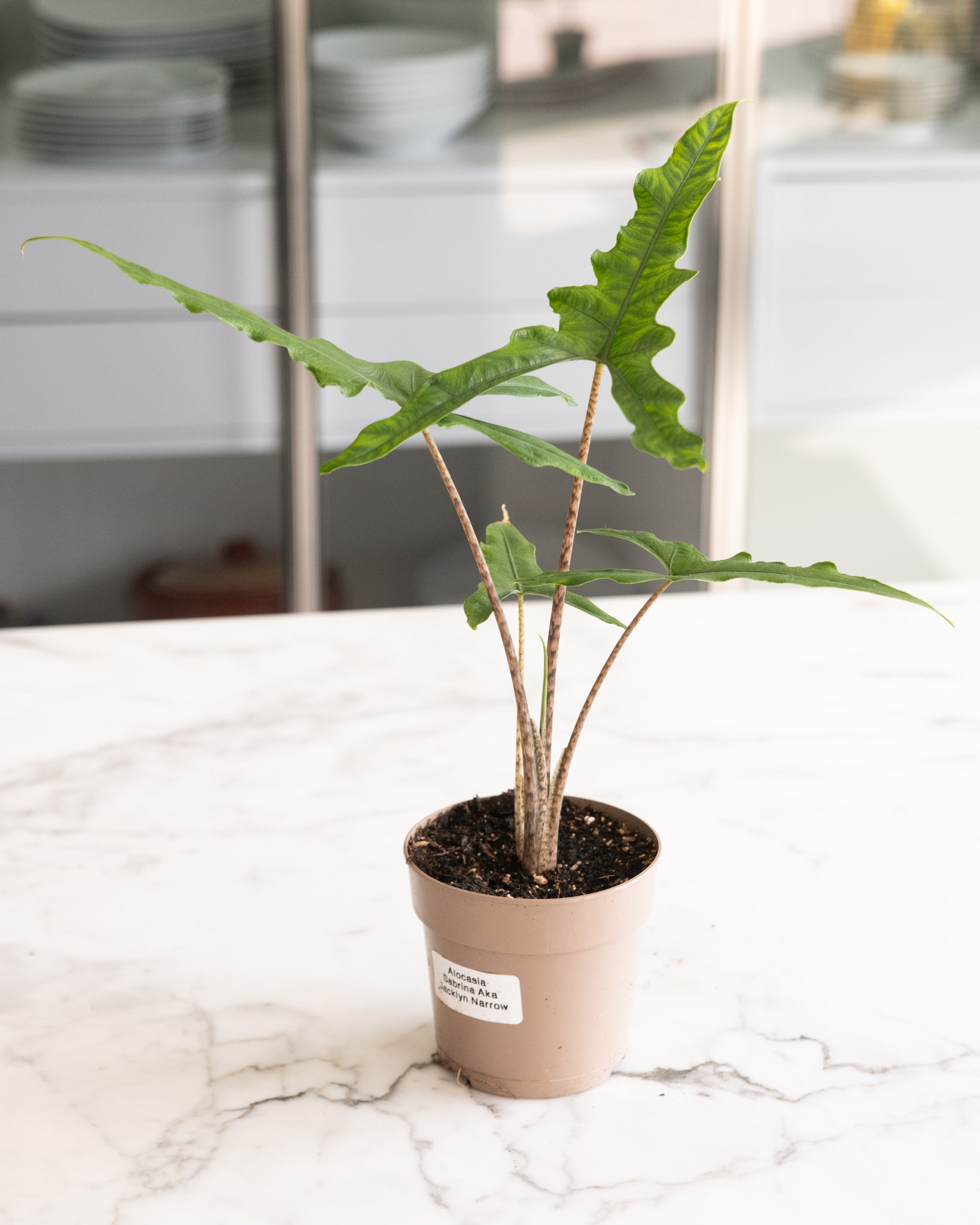 Alocasia sp. Sulawesi Sabrina Narrow